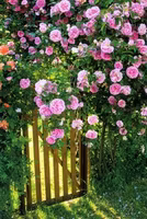 Dubbelt kort med kuvert - Rosenstaketet (Fraktfritt)