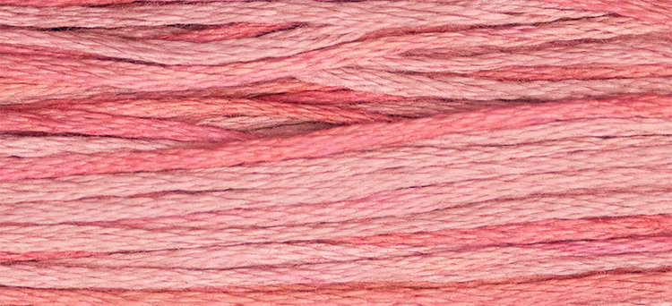 WDW 2276 Camellia
