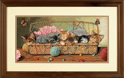 Dimensions Gold  - Kitty Litter
