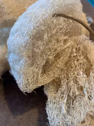 Loofa - shower sponge