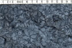 Midnight Special serien 20 tyger. Batik bomull 110 cm