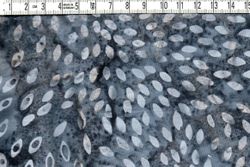 Midnight Special serien 20 tyger. Batik bomull 110 cm