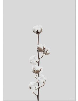 Poster Cotton flower, FSC papper