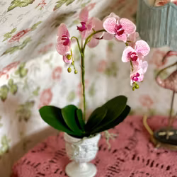 Phalaenopsis ROSA 60 cm