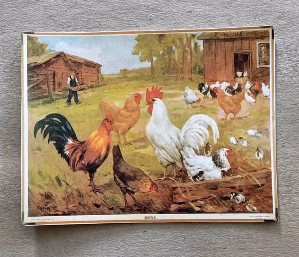 Plansch, hönor