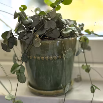 Kruka Pearl mini i 3 gröna nyanser, BGreen
