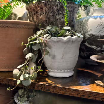 Kruka i grövre vit cement med söt volangkant - Miljögården