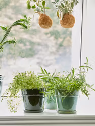 Kruka Pearl i tre fina gröna nyanser, fat ingår, BGreen