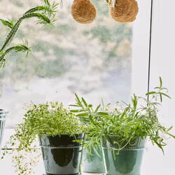 Kruka Pearl i tre fina gröna nyanser, fat ingår, BGreen