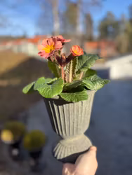 Kruka i patinerad terrakotta
