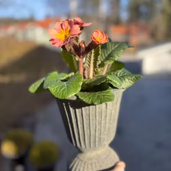 Kruka i patinerad terrakotta