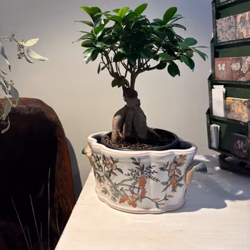 Kruka Jardiniere oval i porslin med vackert mönster Peach