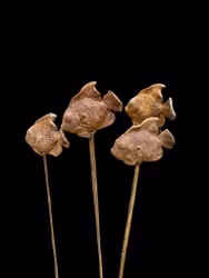 Dekoration för trädgården - Fisk på pinne - Two Faces of Sweden