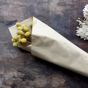 Torkad växt, Craspedia Globosa, Billys knappar, Chic Antique