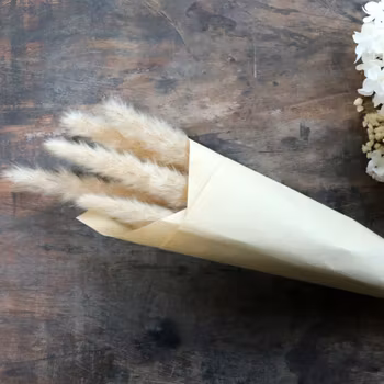 Torkad växt, Pampasgräs, Chic Antique