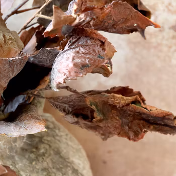 Konstväxter gedigna och naturtrogna kvistar, flera olika, Chic Antique