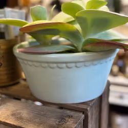 Kruka Lacepot låg, i blågröna nyanser, BGreen