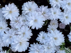 Blodört i knopp - liten söt perenn - säljs endast just nu!