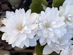 Blodört i knopp - liten söt perenn - säljs endast just nu!