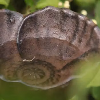 Dekoration Vallmokopp i gjutjärn - Eldgarden