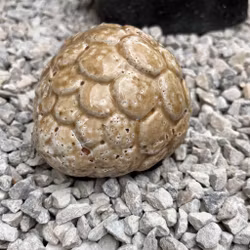 Kotte som dekoration i glaserad keramik - Frejas Boning