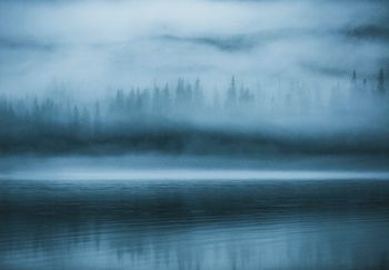 Scandinavian Nature - Hidden Forest