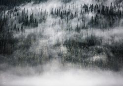 Scandinavian Nature - Fay Forest