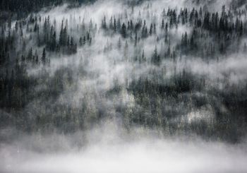 Scandinavian Nature - Fay Forest