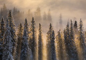 Scandinavian Nature - Leaking lights