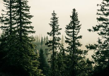 Scandinavian Nature - Picea Abies