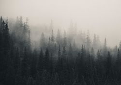 Scandinavian Nature - Fading mist