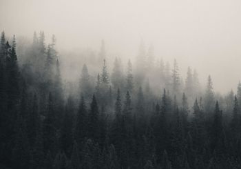 Scandinavian Nature - Fading mist