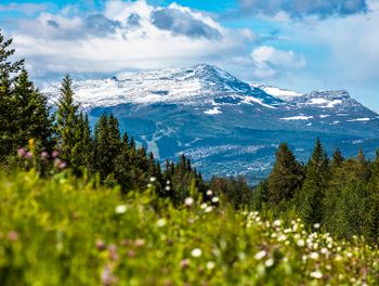 Scandinavian Nature - Åreskutan