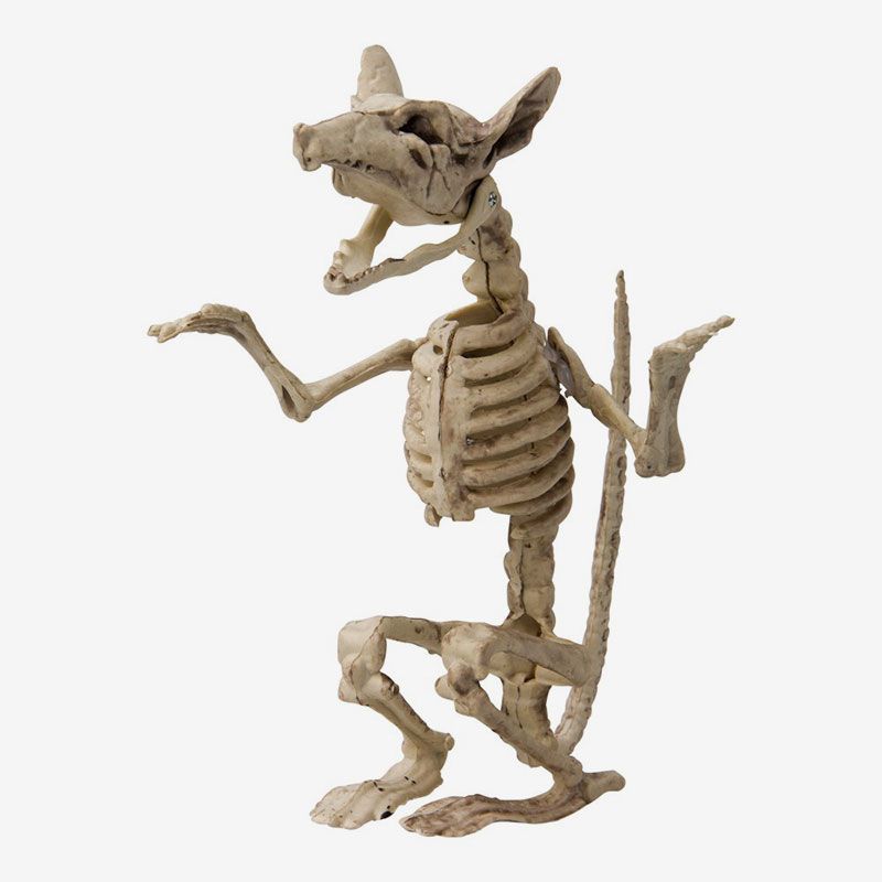 Skelett - Mus