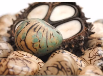 Taguanöt, tre stennötter, elfenben från regnskogen