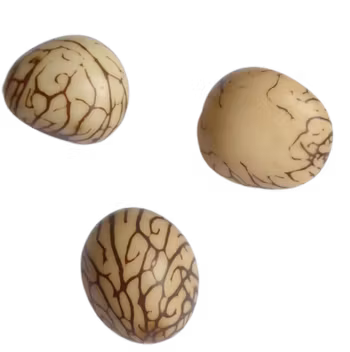 Taguanöt, tre stennötter, elfenben från regnskogen