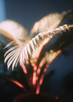 The Shape of Sunlight