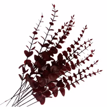 Bladkvistar Eukalyptus 12-pack