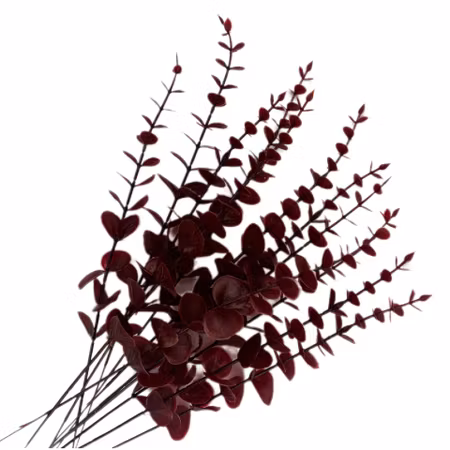 Bladkvistar Eukalyptus 12-pack