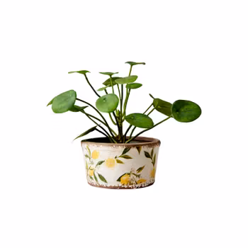 AFFARI || Kruka, liten m. citroner