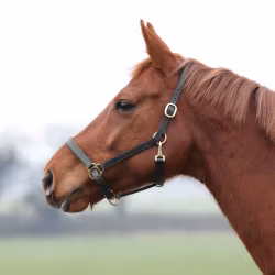 Shires Lädergrimma