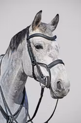 Träns High Jump Svart