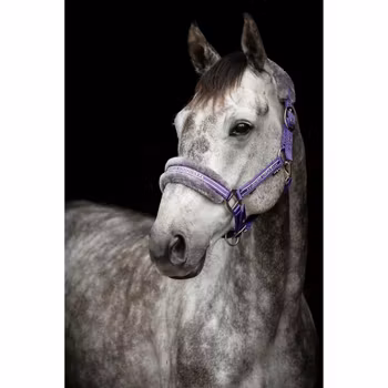 Grimma Horse Unique