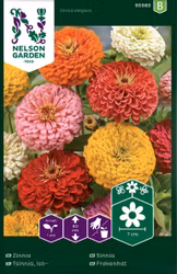 Zinnia, Hög, bl färger