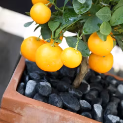 Citrusjord