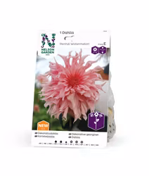 Dahlia Hög dek. Penhill Watermelon