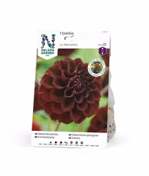 Dahlia Hög boll, La Recoleta, chocklad