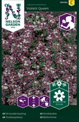 Strandkrassing 'Violett Queen'