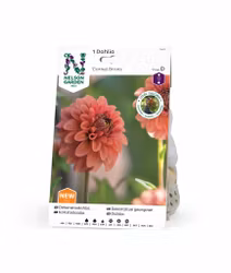 Dahlia Hög dek, Cornel Brons Apricot