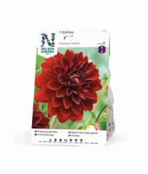 Dahlia Hög dek. Arabian Night, mörkröd